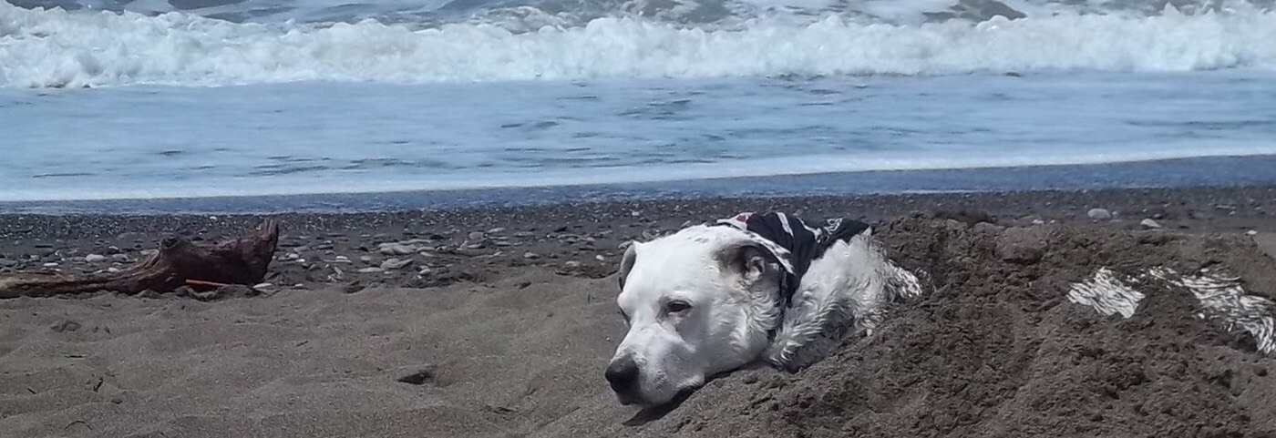 immagine ...in vacanza con i tuoi animali1