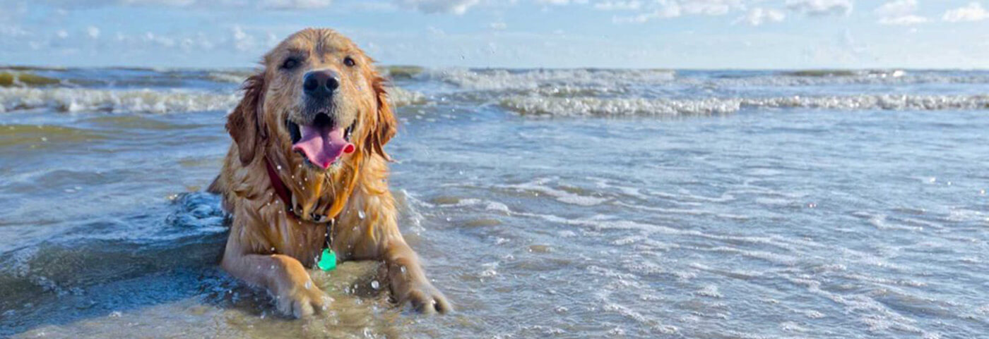immagine ...in vacanza con i tuoi animali2