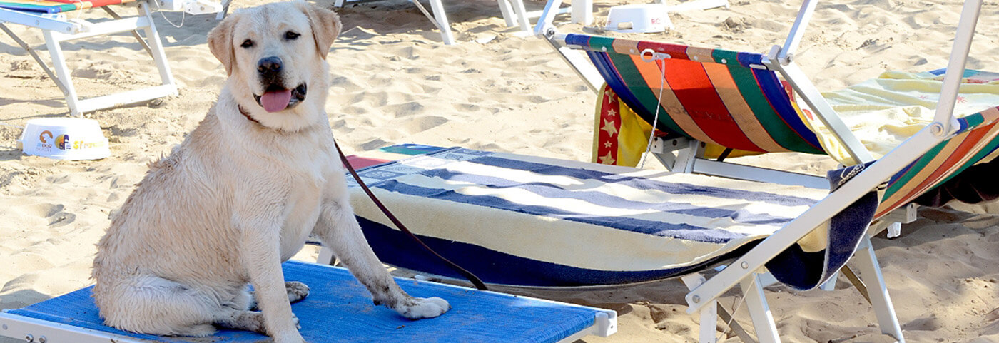 immagine ...in vacanza con i tuoi animali3
